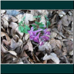 Rheinsteig II 062.jpg